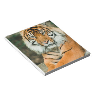Bloc-notes orange Tiger