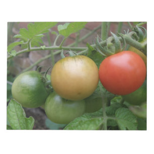 Bloc-notes sur les tomates légères