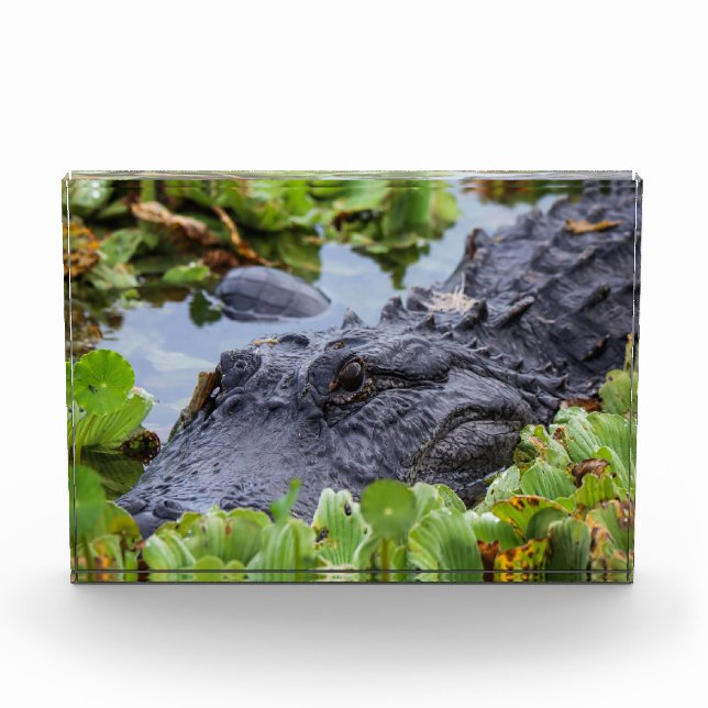 Bloc Photo Alligator américain parmi les plantes - Vibrant (Devant)