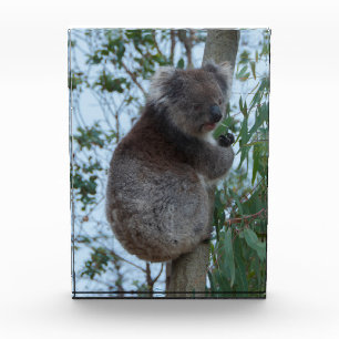 Bloc Photo Australie Kangaroo Island Cute Koala dans un arbre