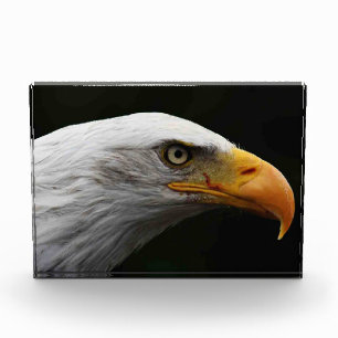 Bloc Photo Bald Eagle pbcn