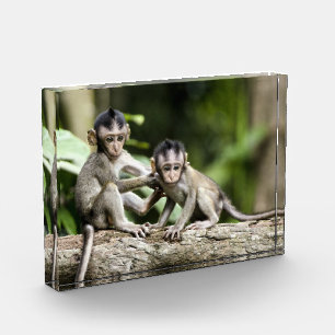 Bloc Photo Bébés singes dans la nature