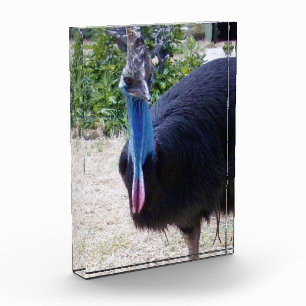 Bloc Photo Big Blue Cassowary Bird,
