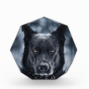Bloc Photo Black German Shepherd