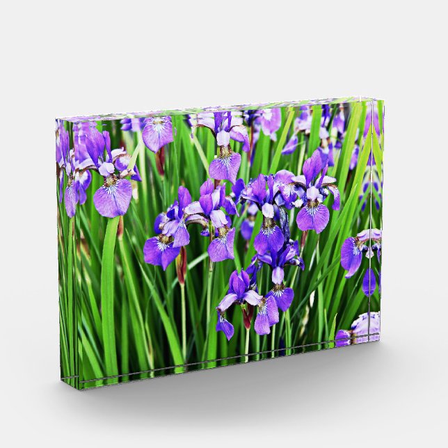 Bloc Photo Bloc acrylique Iris pourpre (Gauche)