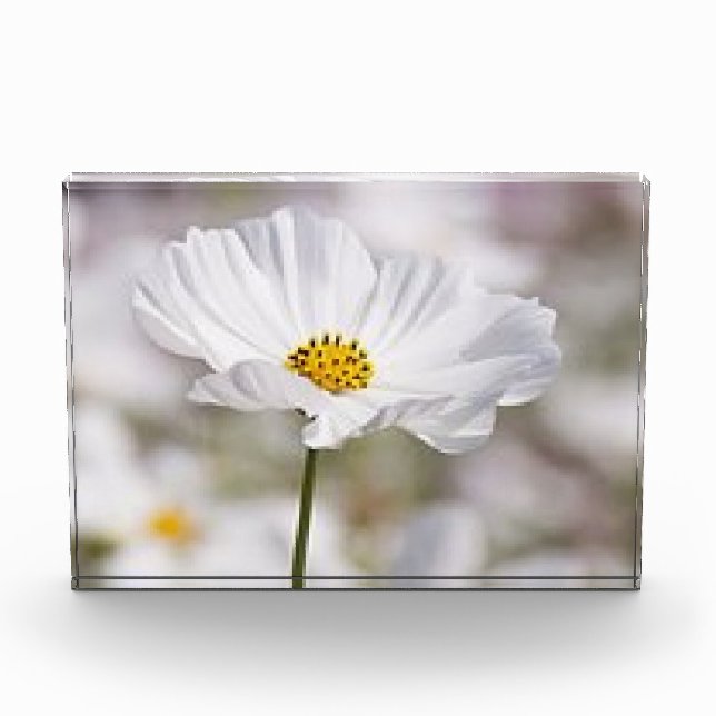 Bloc Photo Bloc photo. (Devant)