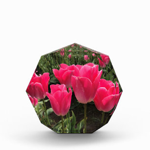 Bloc Photo Bolray Price Tulips