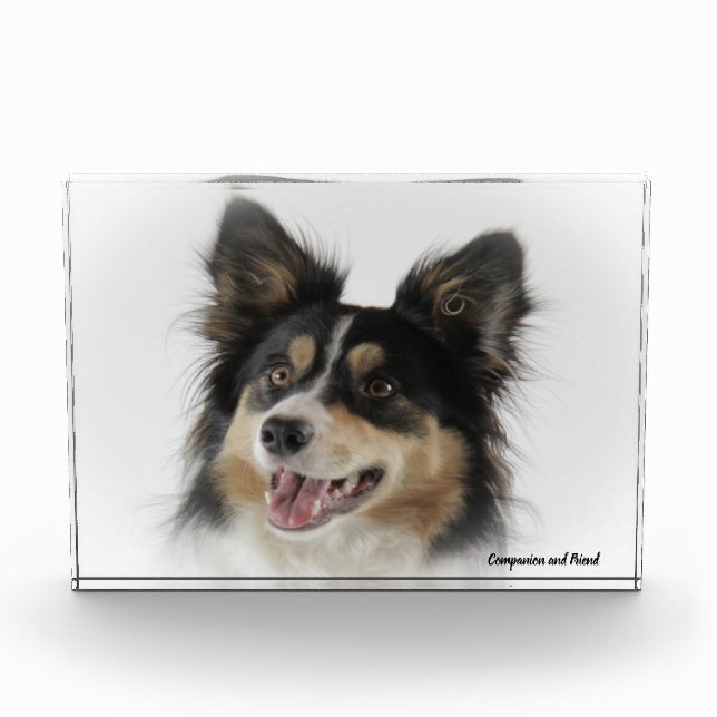 Bloc Photo Bordure Collie Chien. (Devant)