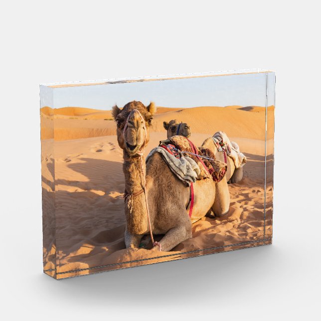 Bloc Photo Camel dans le désert d'Oman (Gauche)