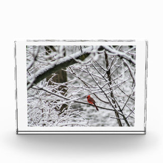 Bloc Photo Cardinal dans les bois de neige