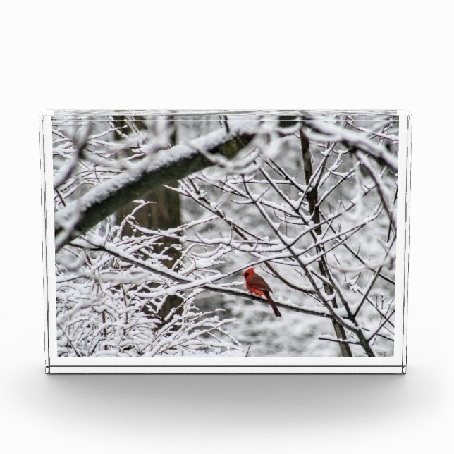 Bloc Photo Cardinal dans un arbre neigeux (Devant)