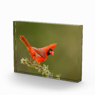 Bloc Photo Cardinal mâle sur une branche