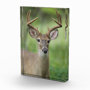 Bloc Photo Cerf à queue blanche Hill Country, Texas