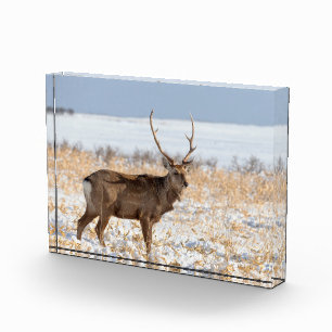 Bloc Photo Cerf Sika dans un champ enneigé Japon