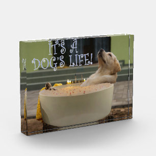 Bloc Photo C'est une vie de chien