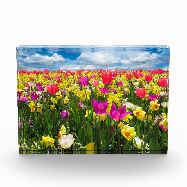 Bloc Photo Champ de tulipes (Devant)