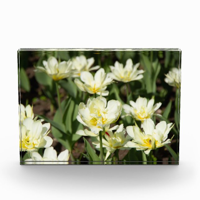 Bloc Photo Champ de tulipes blanches (Devant)