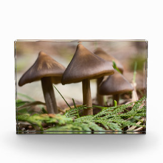 Bloc Photo Champignons dans la forêt