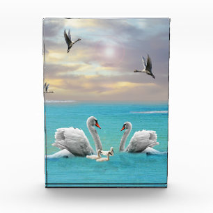 Bloc Photo Chanson Du Cygne Blanc,