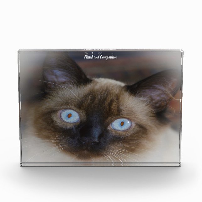 Bloc Photo Chat balinais (Devant)