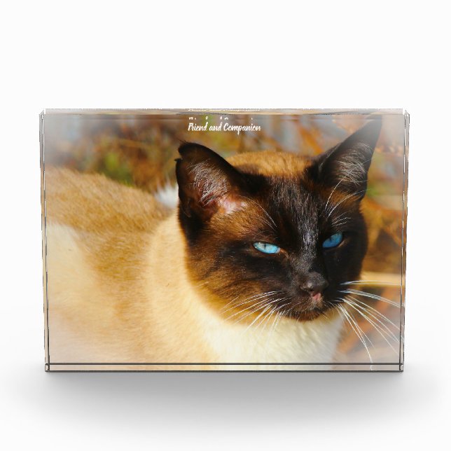 Bloc Photo Chat de Siamese (Devant)