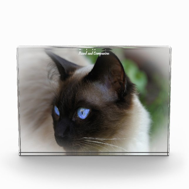 Bloc Photo Chat de Siamese (Devant)