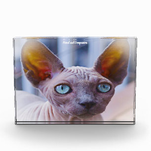 Bloc Photo Chat Sphynx
