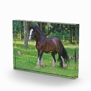 Bloc Photo Cheval Clydesdale