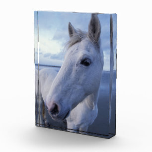 Bloc Photo Cheval de Camargue