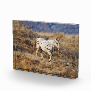 Bloc Photo Cheval errant dans les collines pittoresques de Bi