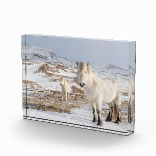 Bloc Photo Cheval islandais   Blonduos, Islande