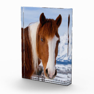 Bloc Photo Cheval Pinto mont Moran en hiver