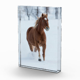 Bloc Photo Cheval seul courant dans la neige