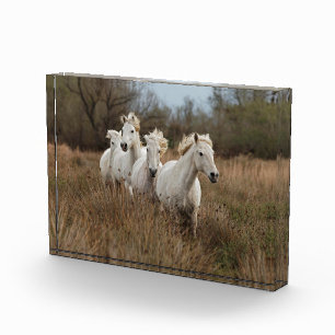 Bloc Photo Chevaux de Camargue en course