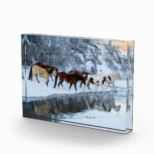 Bloc Photo Chevaux traversant le ruisseau