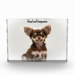 Bloc Photo Chien Chihuahua.