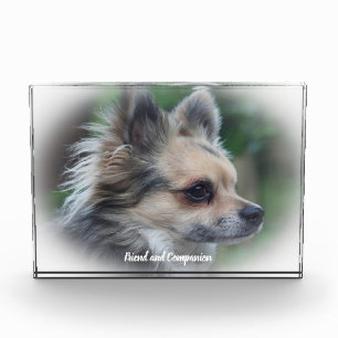 Bloc Photo Chien Chihuahua.