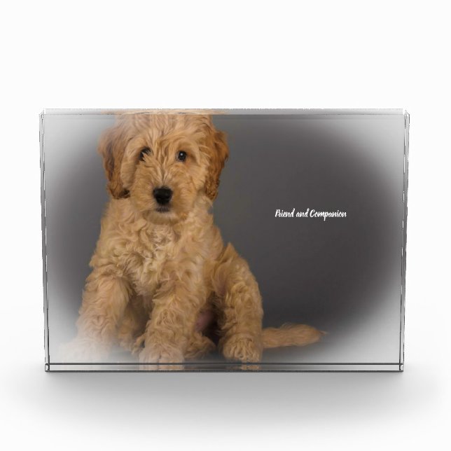 Bloc Photo Chien Cockapoo. (Devant)