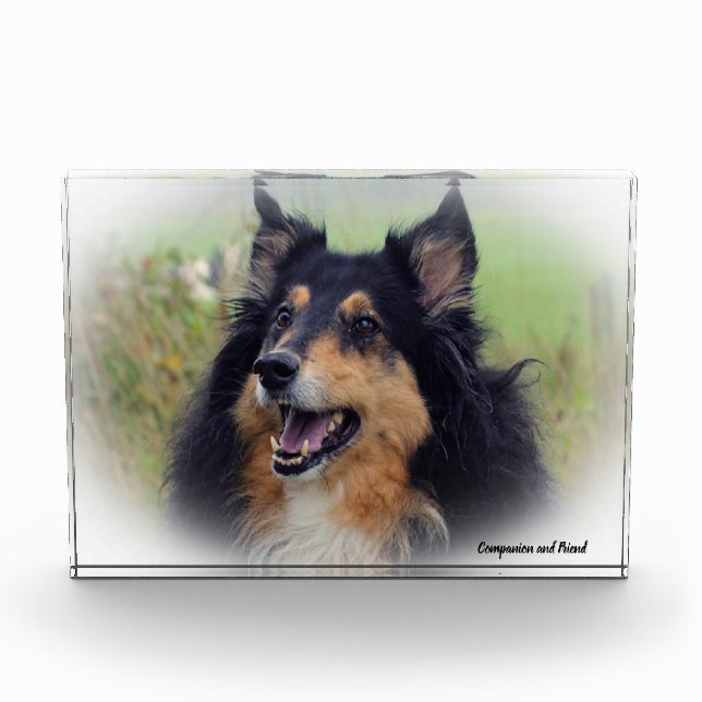 Bloc Photo Chien Collie écossais. (Devant)