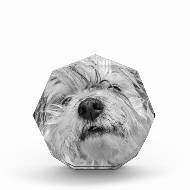 Bloc Photo Chien de Coton de Tulear (Devant)