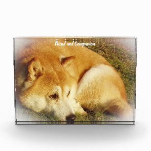 Bloc Photo Chien de Shiba Inu.
