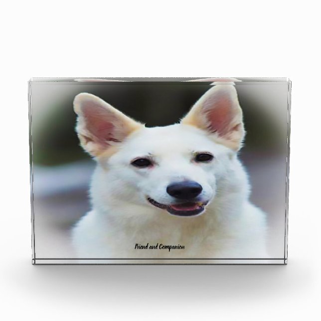 Bloc Photo Chien Shepard allemand. (Devant)