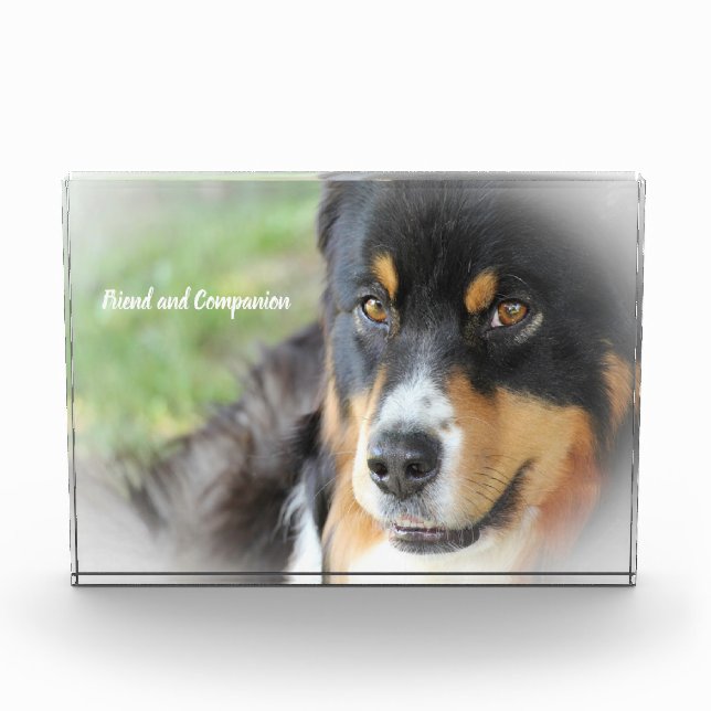 Bloc Photo Chien Shepard australien. (Devant)
