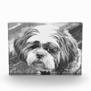 BLOC PHOTO CHIH TZU DOG