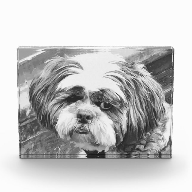 BLOC PHOTO CHIH TZU DOG (Devant)
