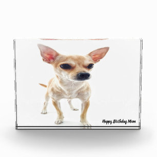 Bloc Photo Chihuahua Chien.