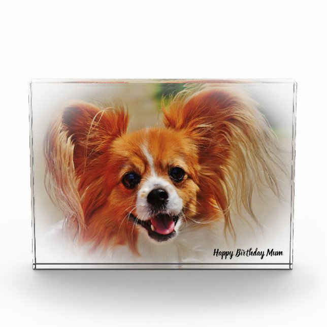 Bloc Photo Chihuahua Dog. (Devant)