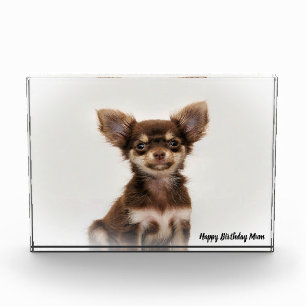 Bloc Photo Chihuahua Dog.