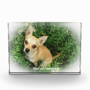 Bloc Photo Chihuahua Dog.