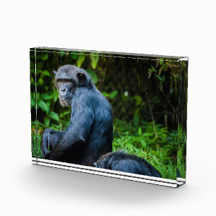 Bloc Photo Chimpanzé noir dans la nature